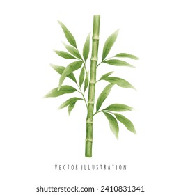 Bamboo leaf in watercolor style. Vector illustration