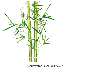 Bamboo leaves