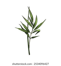 Bamboo leaves on branch color sketch icon. Hand drawn Asian nature floral design element. East tropical forest Bamboo plant green foliage with twig. Vector illustration isolated on white