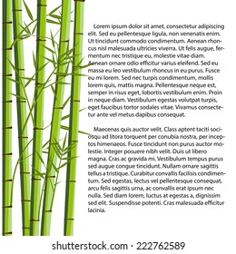 bamboo with leaves on white background 