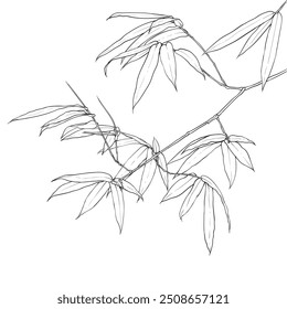 Bamboo leaves on white background isolated. Vector illustration line art drawing. Botanical hand drawn element.