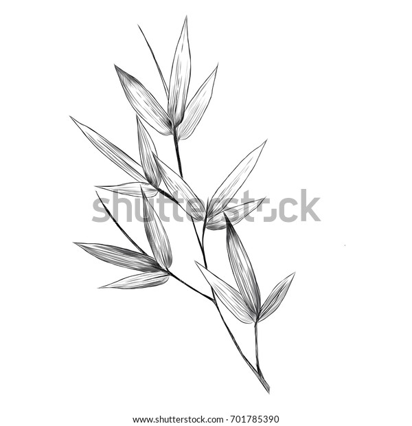bamboo leaves sketch vector graphics\
monochrome bitmap greens\
black-and-white