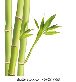 Bamboo leaves vestor illustration. Vector illustration with isolated objects