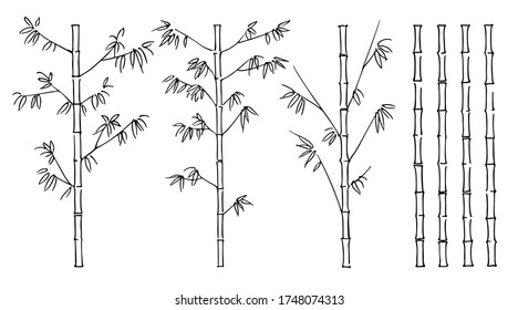 Bamboo with leaves and without leaves, hand-drawn black and white graphic sketch on white background