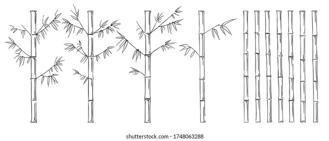 Bamboo with leaves and without leaves, set of bamboo trunks, freehand black and white graphics on white background
