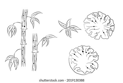 bamboo line art vector isolated on white background