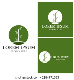 Bamboo Logo Template vector icon illustration design