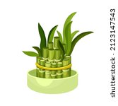 Bamboo lucky plant in pot, Chinese tree sprouts