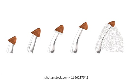 Bamboo mushroom is a tropical species. The fruit body of the fungus is characterised by a conical to bell-shaped cap on a stalk and a delicate lacy skirt.