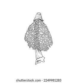 Bamboo mushroom unusual forest fungus using in medicine and asian cuisine, engraving hand drawn or etched vector illustration isolated on white background.