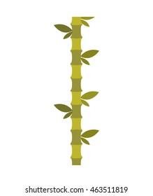 bamboo natural plant icon vector illustration design