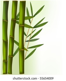 Bamboo on the green and white background. Vector.