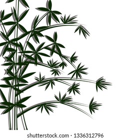 Bamboo on white background. Vector illustration