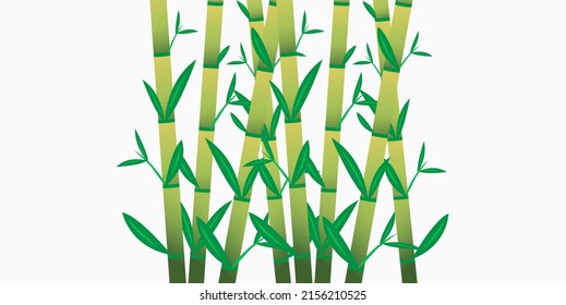 Bamboo Oriental Wallpapers. Tropical Asia Plant Background Bamboo Isolated White Vector