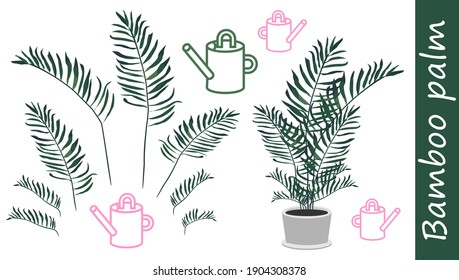 Bamboo palm. Leaves and branches of bamboo palm. Floral vector set on white background