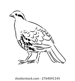 Bamboo partridge bird, vector sketch drawing