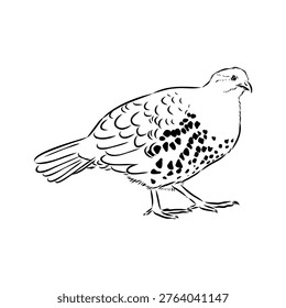 Bamboo partridge bird, vector sketch drawing