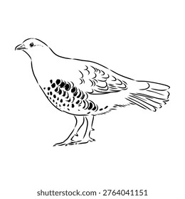 Bamboo partridge bird, vector sketch drawing