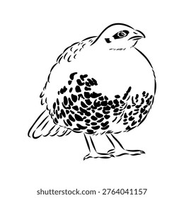 Bamboo partridge bird, vector sketch drawing