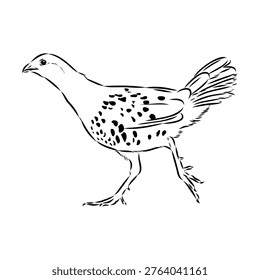 Bamboo partridge bird, vector sketch drawing