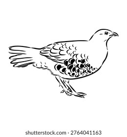 Bamboo partridge bird, vector sketch drawing
