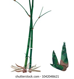 Bamboo plan tropical jungle