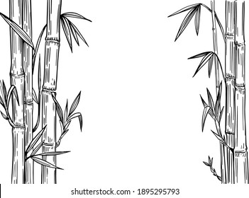 Bamboo plant. Black outline on transparent background. Hand drawn vector illustration