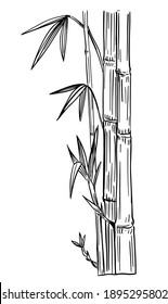 Bamboo plant. Black outline on transparent background. Hand drawn vector illustration