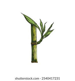 Bamboo plant branch stalk piece with leaves color sketch. Asian nature floral hand drawn design element. East tropical forest Bamboo stem with green foliage vector illustration isolated on white