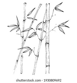 Bamboo plant by hand drawing sketch. Floral tattoo highly detailed in line art style. Black and white clip art isolated on white background. Antique vintage engraving illustration.