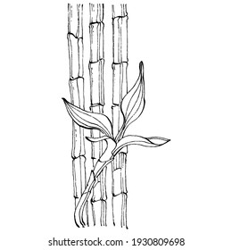 Bamboo plant by hand drawing sketch. Floral tattoo highly detailed in line art style. Black and white clip art isolated on white background. Antique vintage engraving illustration.