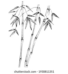 Bamboo plant by hand drawing sketch. Floral tattoo highly detailed in line art style. Black and white clip art isolated on white background. Antique vintage engraving illustration.