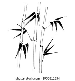 Bamboo plant by hand drawing sketch. Floral tattoo highly detailed in line art style. Black and white clip art isolated on white background. Antique vintage engraving illustration.