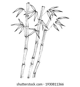 Bamboo plant by hand drawing sketch. Floral tattoo highly detailed in line art style. Black and white clip art isolated on white background. Antique vintage engraving illustration.