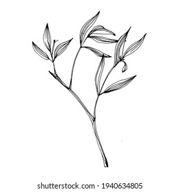 Bamboo plant by hand drawing sketch. Floral tattoo highly detailed in line art style. Black and white clip art isolated on white background. Antique vintage engraving illustration.