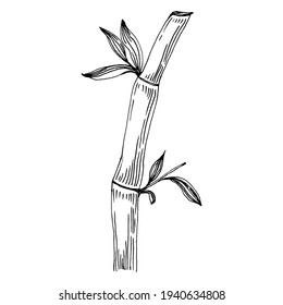 Bamboo plant by hand drawing sketch. Floral tattoo highly detailed in line art style. Black and white clip art isolated on white background. Antique vintage engraving illustration.