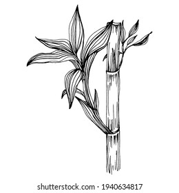 Bamboo plant by hand drawing sketch. Floral tattoo highly detailed in line art style. Black and white clip art isolated on white background. Antique vintage engraving illustration.