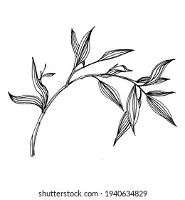 Bamboo plant by hand drawing sketch. Floral tattoo highly detailed in line art style. Black and white clip art isolated on white background. Antique vintage engraving illustration.