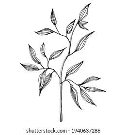 Bamboo plant by hand drawing sketch. Floral tattoo highly detailed in line art style. Black and white clip art isolated on white background. Antique vintage engraving illustration.