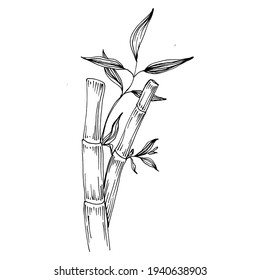 Bamboo plant by hand drawing sketch. Floral tattoo highly detailed in line art style. Black and white clip art isolated on white background. Antique vintage engraving illustration.