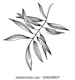 Bamboo plant by hand drawing sketch. Floral tattoo highly detailed in line art style. Black and white clip art isolated on white background. Antique vintage engraving illustration.