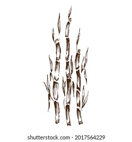 Planta de bambú por dibujo a mano. Arte de clips en blanco y negro aislado sobre fondo blanco. Ilustración antigua de grabado. Ilustración abstracta vectorial con bambú. Antecedentes del diseño de p