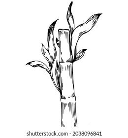 Bamboo plant by hand drawing sketch. Floral tattoo highly detailed in line art style. Black and white clip art isolated on white background. Antique vintage engraving illustration.