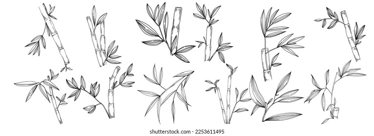 Bamboo plant by hand drawing sketch. Floral tattoo highly detailed in line art style. Black and white clip art isolated on white background. Antique vintage engraving illustration.