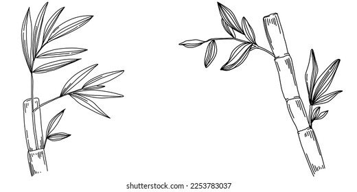 Bamboo plant by hand drawing sketch. Floral tattoo highly detailed in line art style. Black and white clip art isolated on white background. Antique vintage engraving illustration.