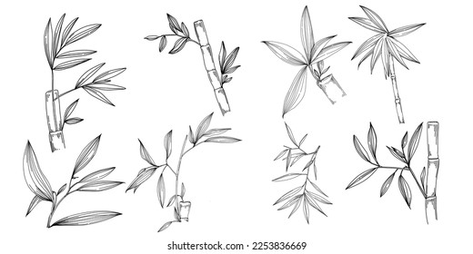 Bamboo plant by hand drawing sketch. Floral tattoo highly detailed in line art style. Black and white clip art isolated on white background. Antique vintage engraving illustration.