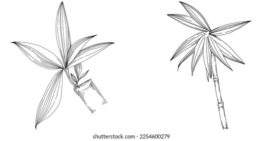 Bamboo plant by hand drawing sketch. Floral tattoo highly detailed in line art style. Black and white clip art isolated on white background. Antique vintage engraving illustration.
