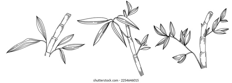 Planta de bambú por dibujo a mano. Tatuaje floral altamente detallado en estilo de arte lineal. Arte de clips en blanco y negro aislado sobre fondo blanco. Ilustración antigua de grabado.