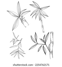 Bamboo plant by hand drawing sketch. Floral tattoo highly detailed in line art style. Black and white clip art isolated on white background. Antique vintage engraving illustration.