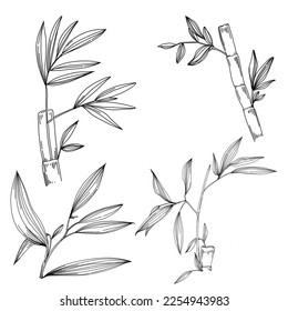 Bamboo plant by hand drawing sketch. Floral tattoo highly detailed in line art style. Black and white clip art isolated on white background. Antique vintage engraving illustration. - Shutterstock ID 2254943983